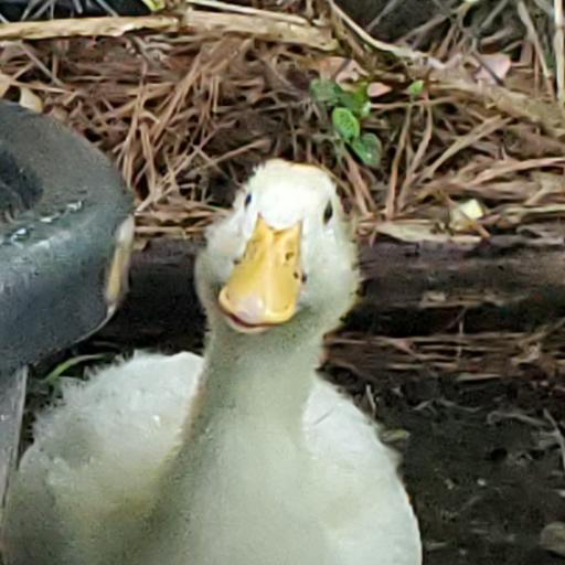 FeatherHox