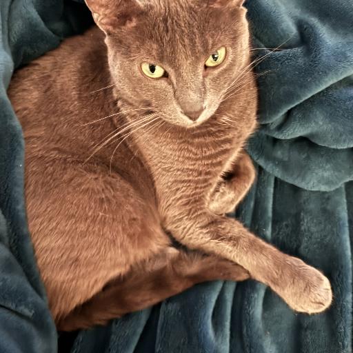 Stardustcatnip