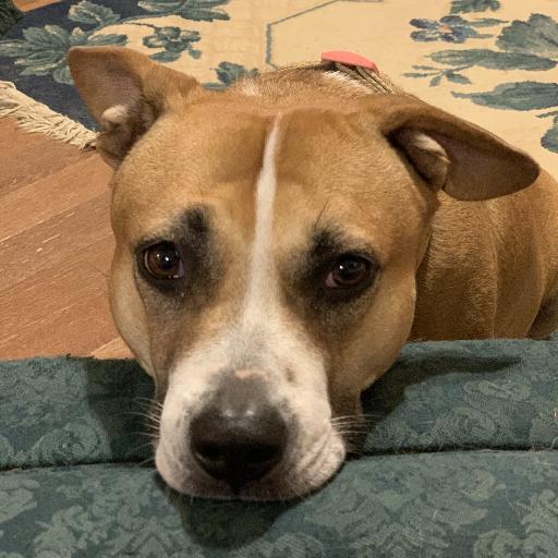 LilyPup