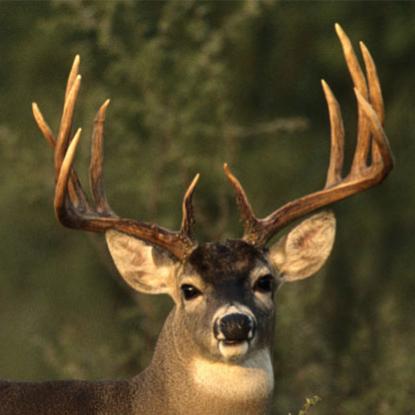 BuckSnortAlley