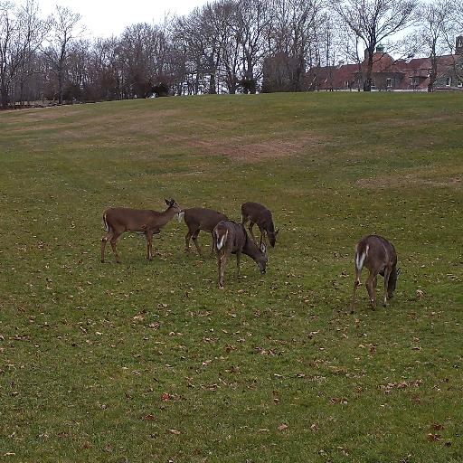 IslandPark