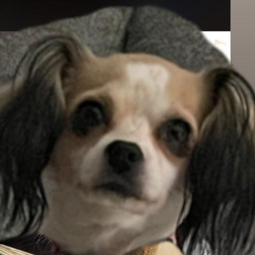 Lilly_Belle