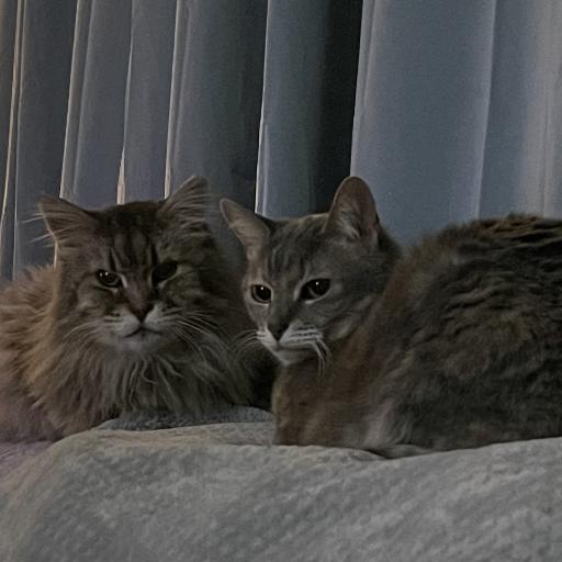 Derpycat5