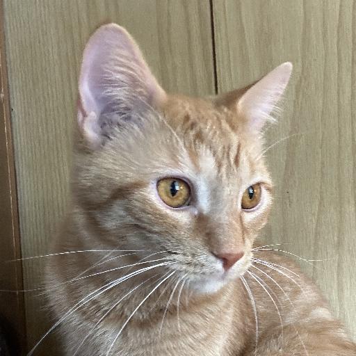 Retired_Cat_Mom