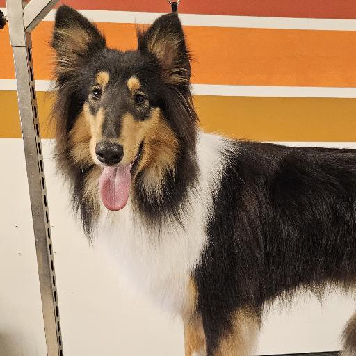 bubbletailsgroomin