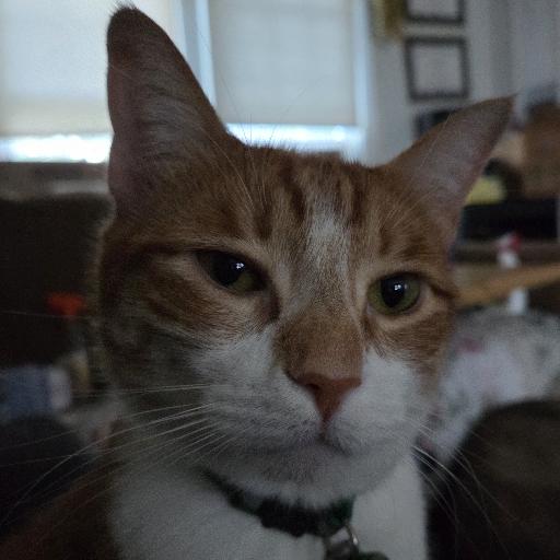 ChancesEagle