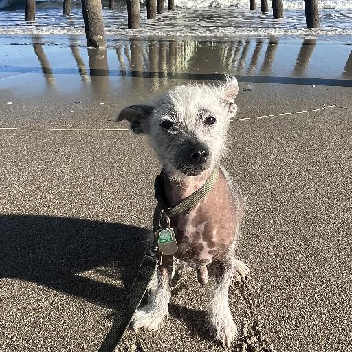 Gizmo79