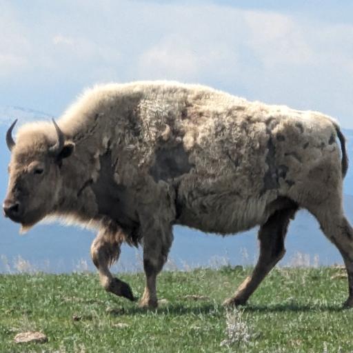 GreatWhiteBison