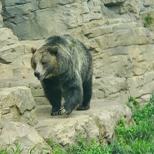 1fuzzybear