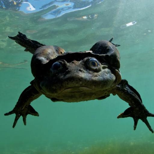 FrogsFloat