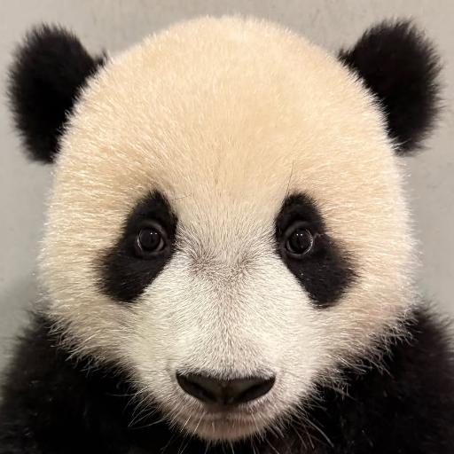 PandaJan