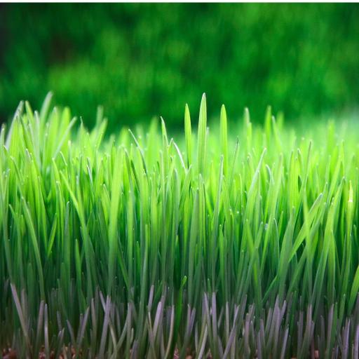 SUCKMYWHEATGRASS