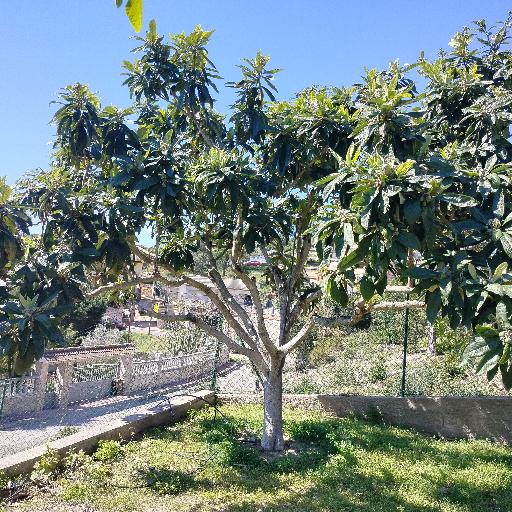 briones06