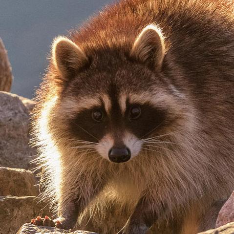 Kajola