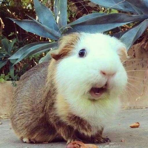 99GUINEAPIGS