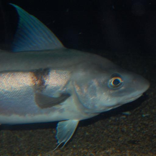 MayorFish