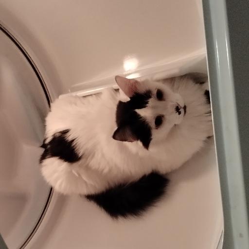 CatsRule2222