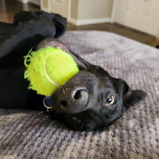 BusterBear