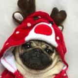 cryptopug49