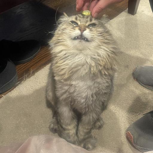 Derpycat08