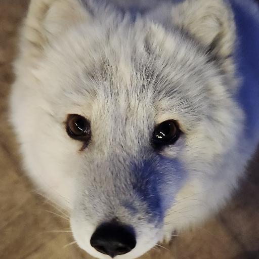 foxloverbtc