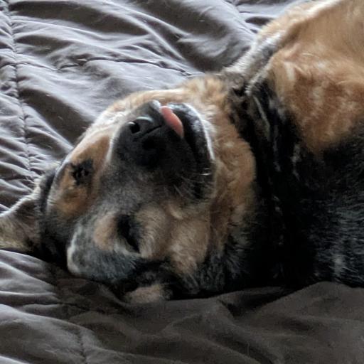 TiaDog