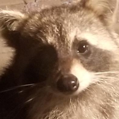 MedTheRaccoon
