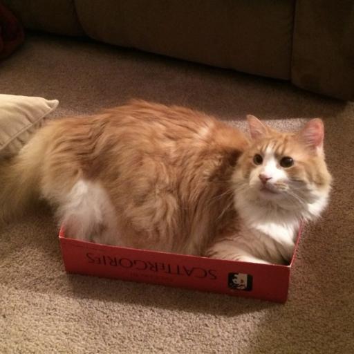 Girlcatlove1524