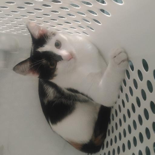 DarthKittyus