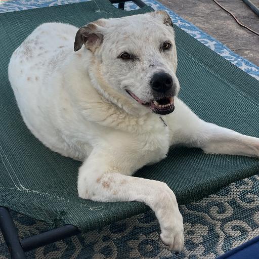 RylieDog