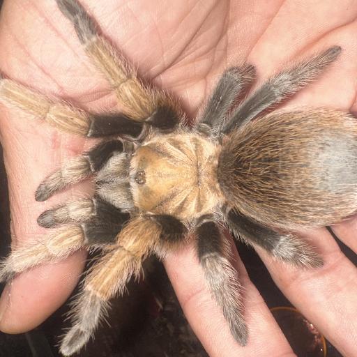 VenomousPassions