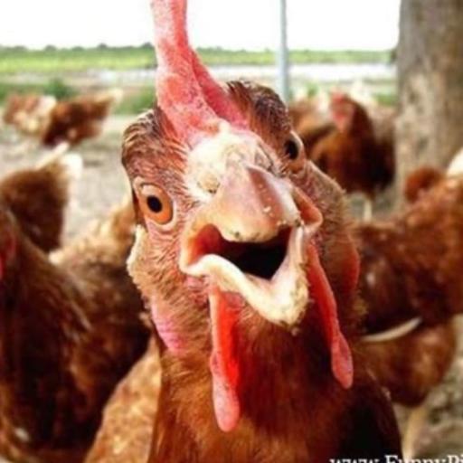 MayorMcChicken