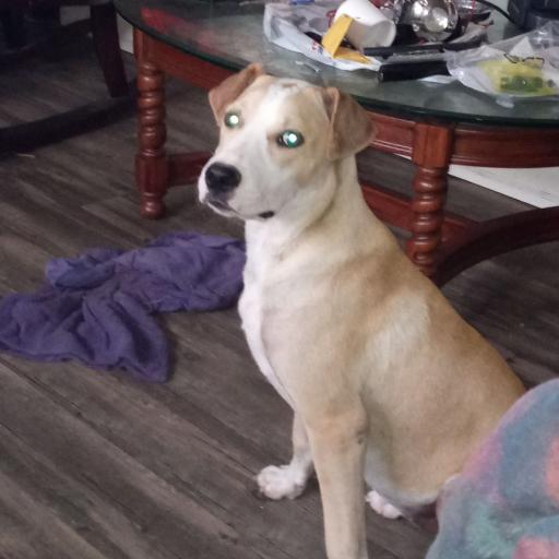 lucydog222