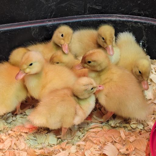 Duck_McQuackens