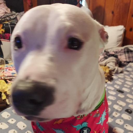 Princess_VonBark