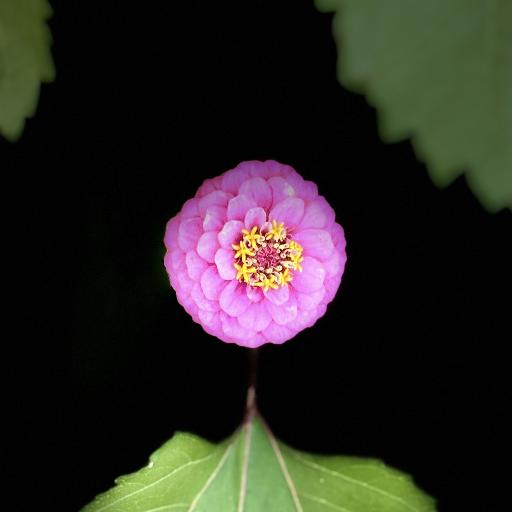 DuocNguyen