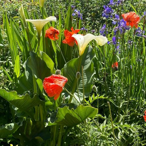RedFlower