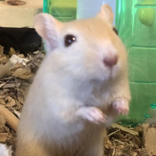 BlaiseGerbil